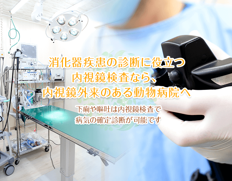 消化器疾患の診断に役立つ内視鏡検査なら、内視鏡外来のある動物病院へ