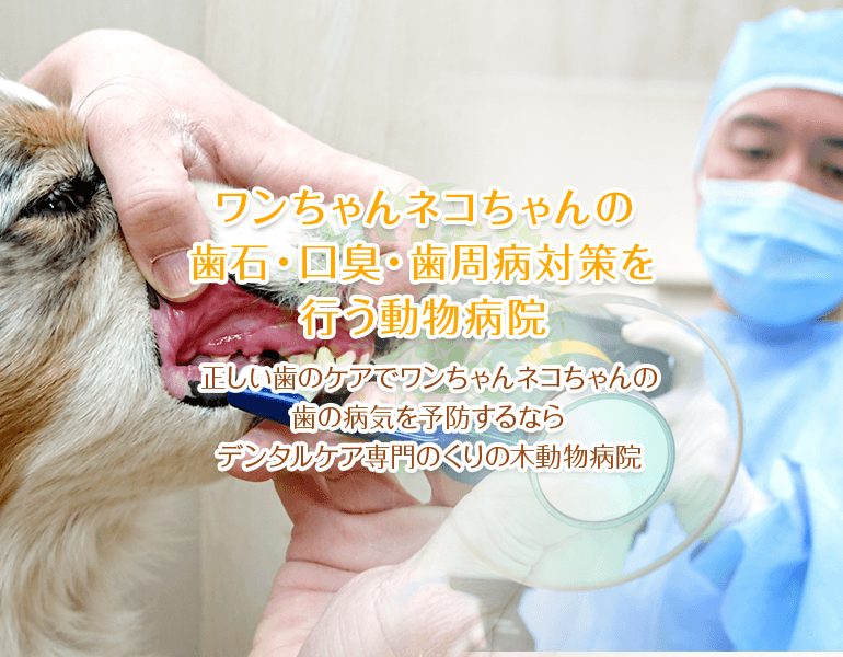 ワンちゃんの歯石・口臭・歯周病対策を行う動物病院