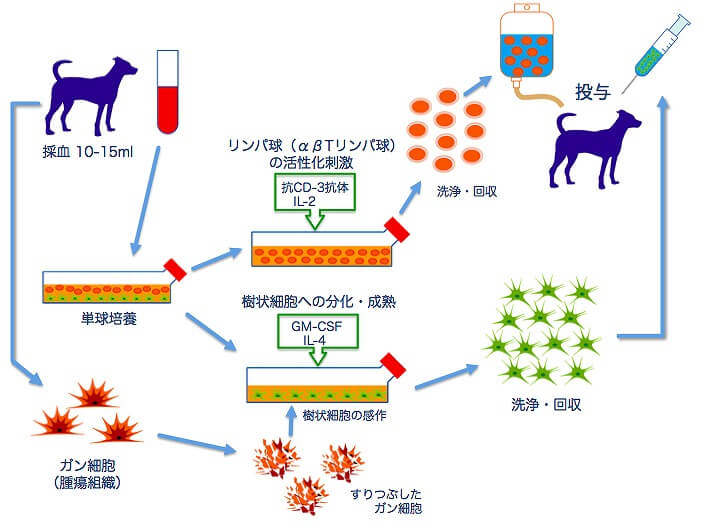 celltherapy_img004