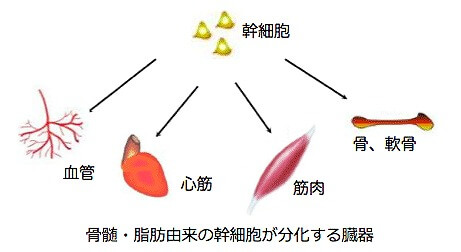 幹細胞の分化