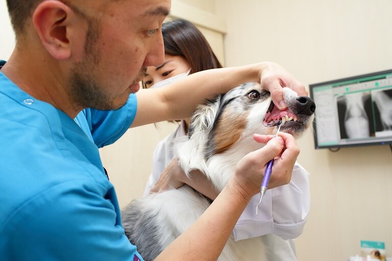 犬の口臭と口腔内の病気