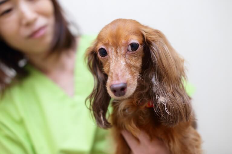 犬や猫の椎間板ヘルニアについて<