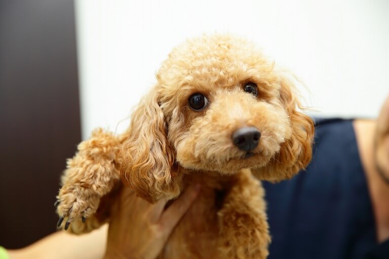 犬の外耳炎 中耳炎 内耳炎 横浜市磯子区でペットの耳の病気は くりの木動物病院