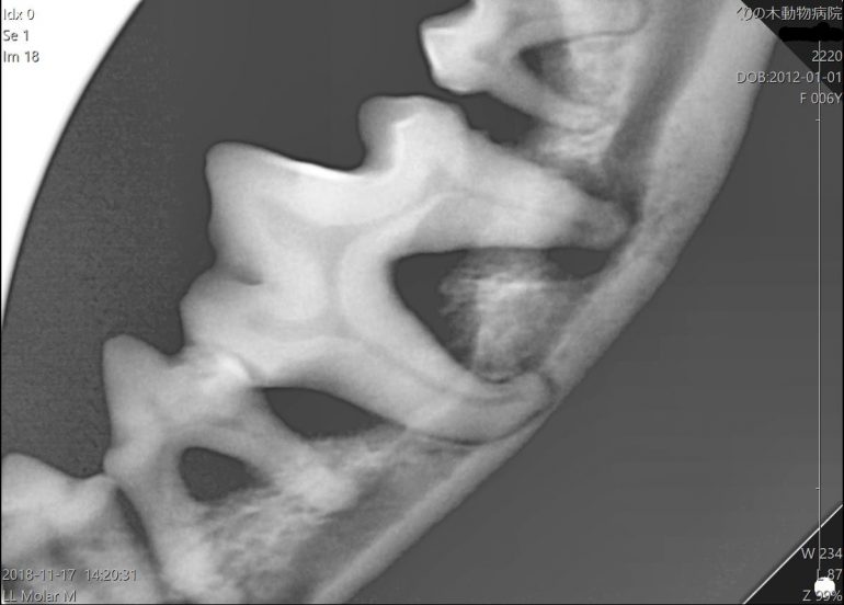 デンタルケア 歯石除去 歯周病 横浜市磯子区 金沢区のくりの木動物病院